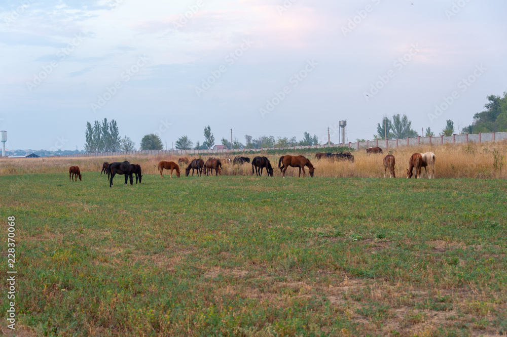 herd of horses on pasture