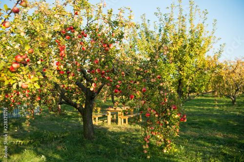 Apple garden nature background sunny autumn day. Gardening and harvesting. Fall apple crops organic natural fruits. Apple tree with ripe fruits on branches. Apple harvest concept