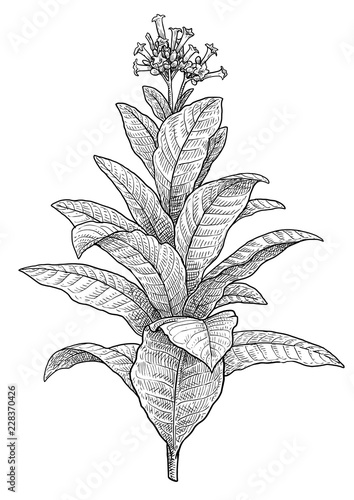 Tobacco plant illustration, drawing, engraving, ink, line art, vector
