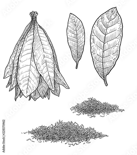 Tobacco plant leaf illustration, drawing, engraving, ink, line art, vector