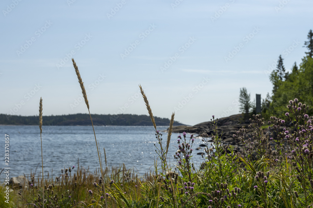 Flowers and grass in foreground and seashore in background.