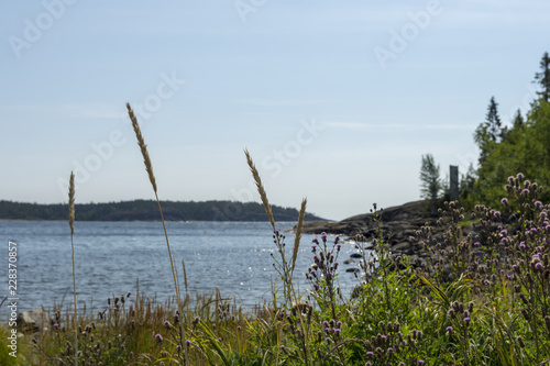 Flowers and grass in foreground and seashore in background. © Lars-Ove Jonsson