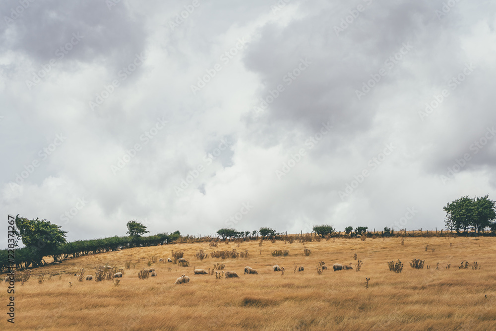 Sheep graze on parched ground during the heatwave of 2018 Sheep graze on parched ground during the heatwave of 2018