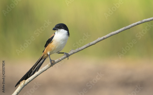 Beautiful bird Long-tailed Shrike perched on branch with blur green background, Lanius schach