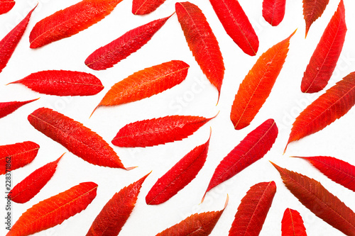 Red, lying leaves with drops of water, isolated on a white background with a clipping path. Autumn colors.
