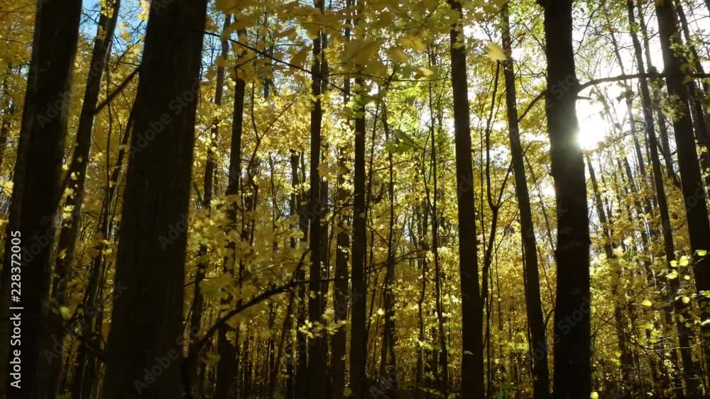 Walking past trees in a yellow forest Walking past trees in a yellow forest