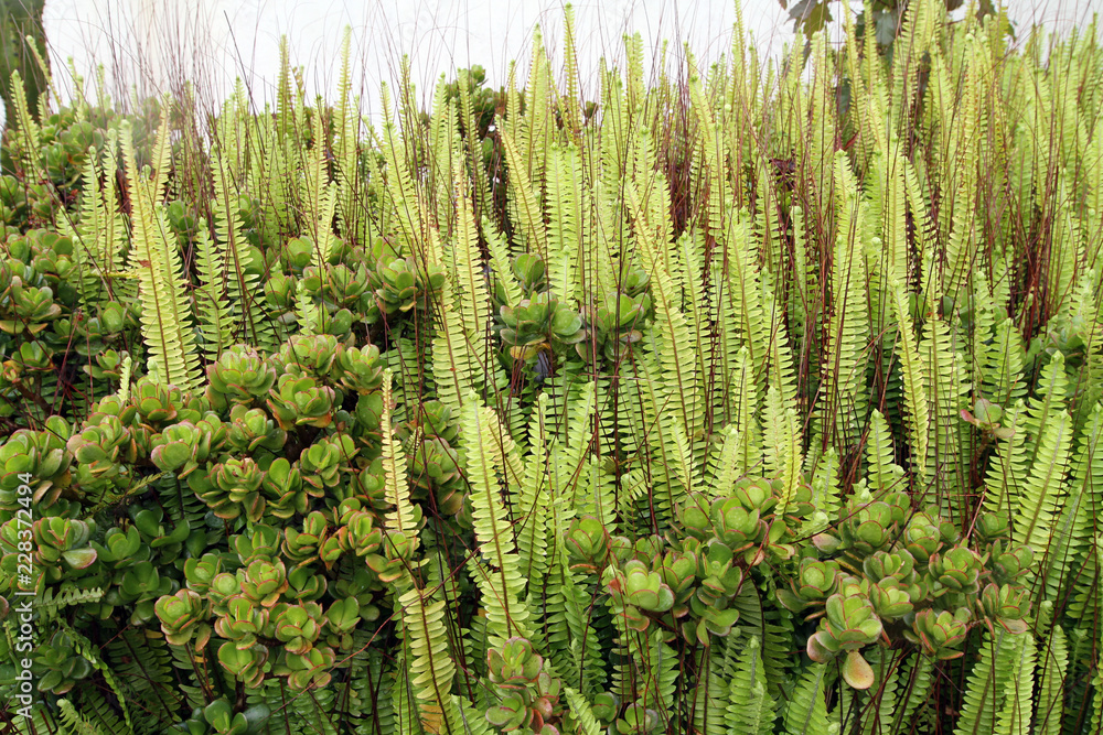 beautiful patterns and textures created by fern and succulent plants, San Miguel, Azores, Portugal beautiful patterns and textures created by fern and succulent plants, San Miguel, Azores, Portugal