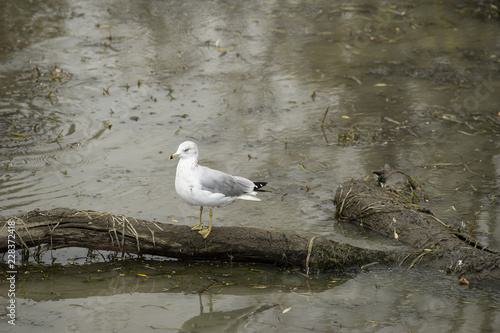 Seagull