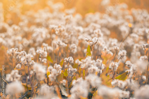 Field of wild, white dandelions in autumn.