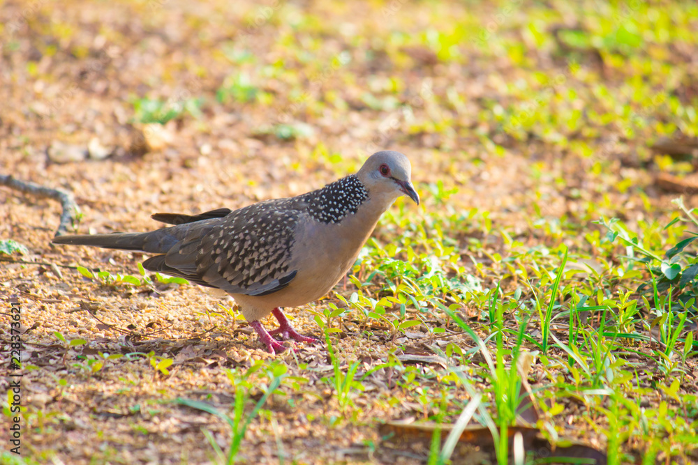 Pigeons and doves constitute the bird family Columbidae and the order Columbiformes, which includes about 42 genera and 310 species. The related word Pigeons and doves constitute the bird family Columbidae and the order Columbiformes, which includes about 42 genera and 310 species. The related word