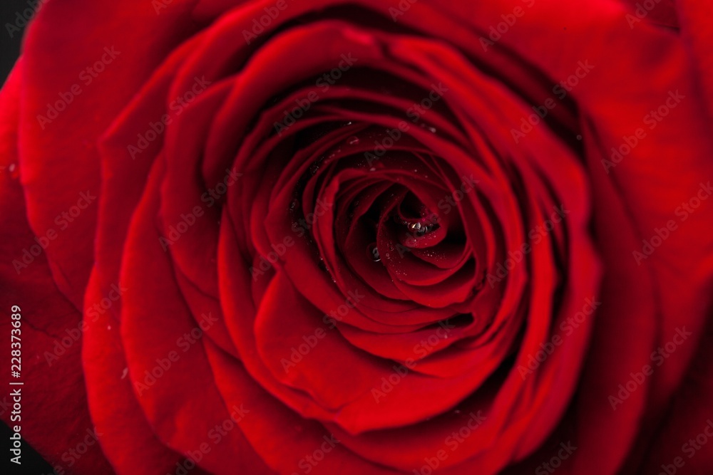 Red Rose Red Rose