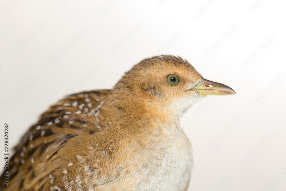 Fototapeta premium Bird or birds (including chickens, ducks, geese, pheasants) are of the Aves class Chordate. Warm-blooded animal baht twitter on a white background