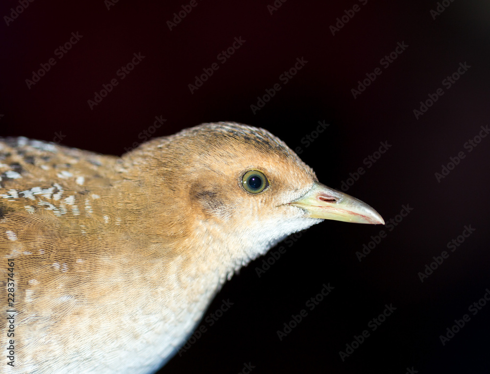 Obraz premium Bird or birds (including chickens, ducks, geese, pheasants) are of the Aves class Chordate. Warm-blooded animal baht twitter on a black background