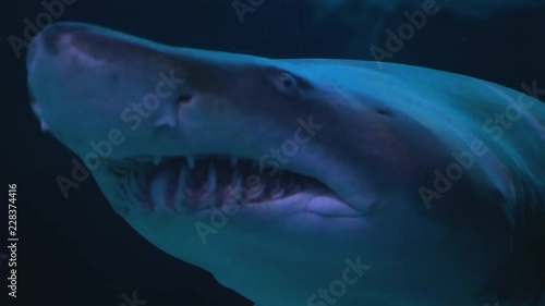 Wild Shark in the Ocean