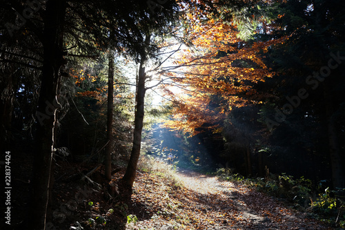Polska, góry Gorce - podświetlona słońcem ścieżka z jesiennymi drzewami