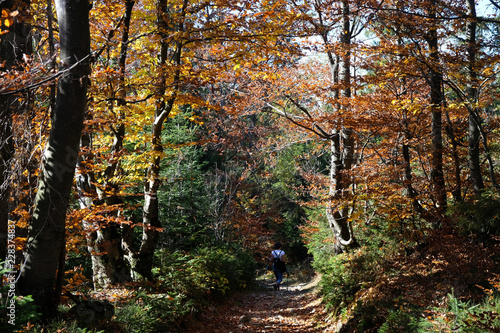 Polska, góry Gorce - turystka na szlaku wśród jesiennych drzew