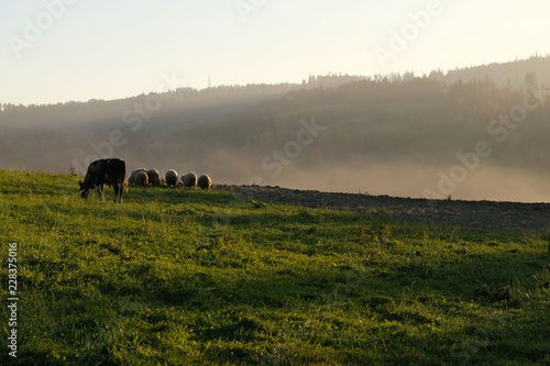 Polska, góry Gorce - pasące się krowy o zachodzie słońca