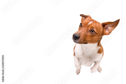 small dog is sitting on his legs and looks upwards - Jack Russell Terrier Hound isolated against white background photo