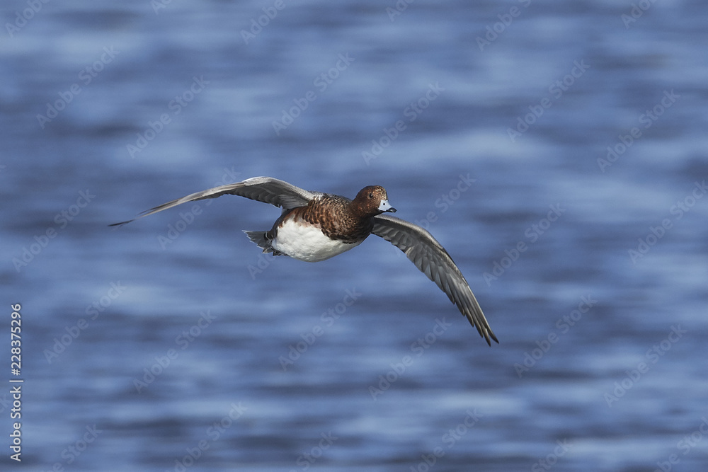 Fototapeta premium Eurasian wigeon (Mareca penelope)