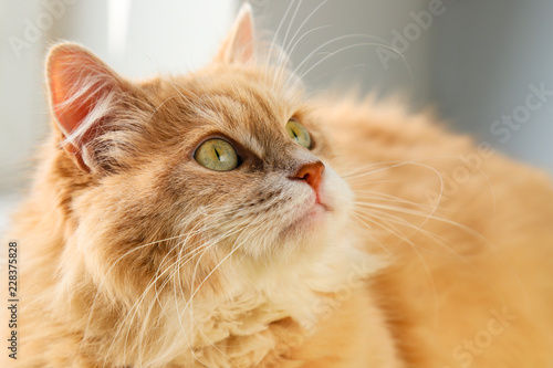 A beautiful fluffy orange cat with a big mustache looks attentively. © rospoint