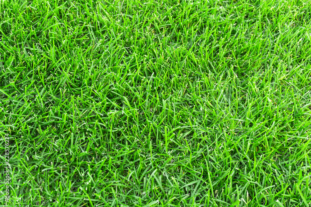 Green grass in the meadow texture background. close up of green trimmed lawn in summer Green grass in the meadow texture background. close up of green trimmed lawn in summer
