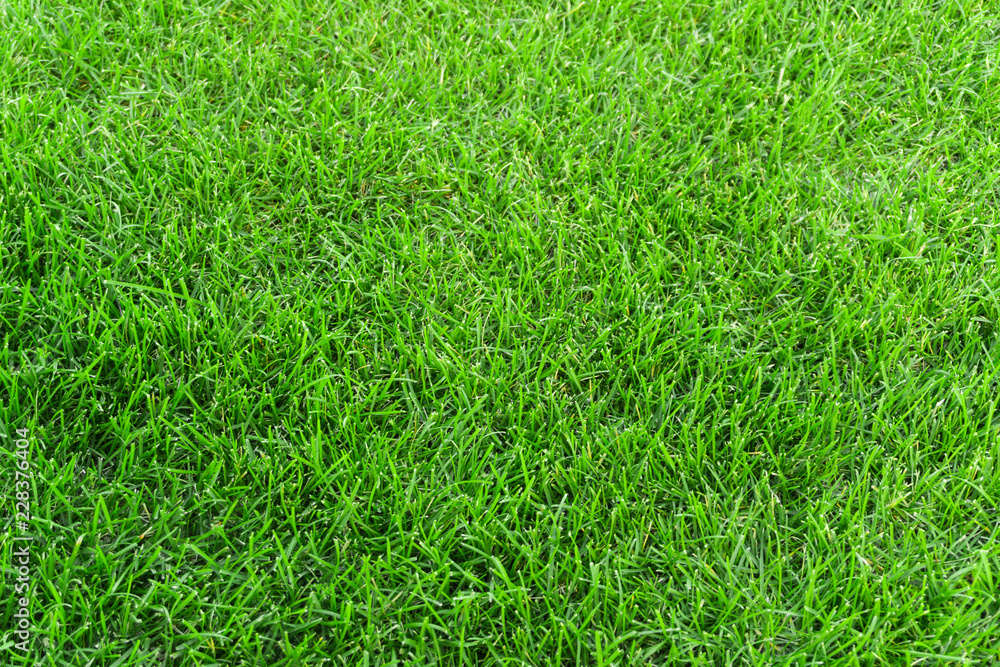 Green grass in the meadow texture background. close up of green trimmed lawn in summer Green grass in the meadow texture background. close up of green trimmed lawn in summer