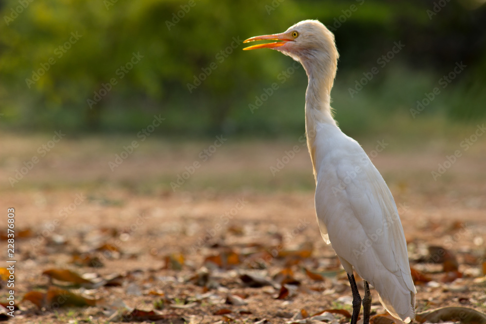 Cattle Egret in the garden in its natural habitat in a soft blurry background. Cattle Egret in the garden in its natural habitat in a soft blurry background.