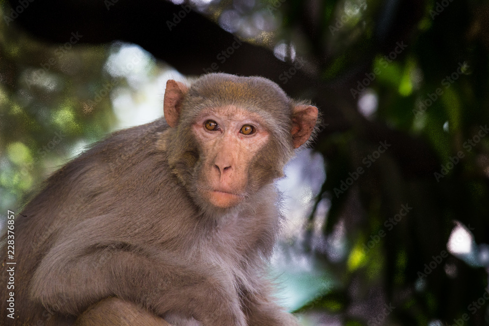 The Rhesus Macaque Monkey sleeping on the tree in its natural habitat. The Rhesus Macaque Monkey sleeping on the tree in its natural habitat.