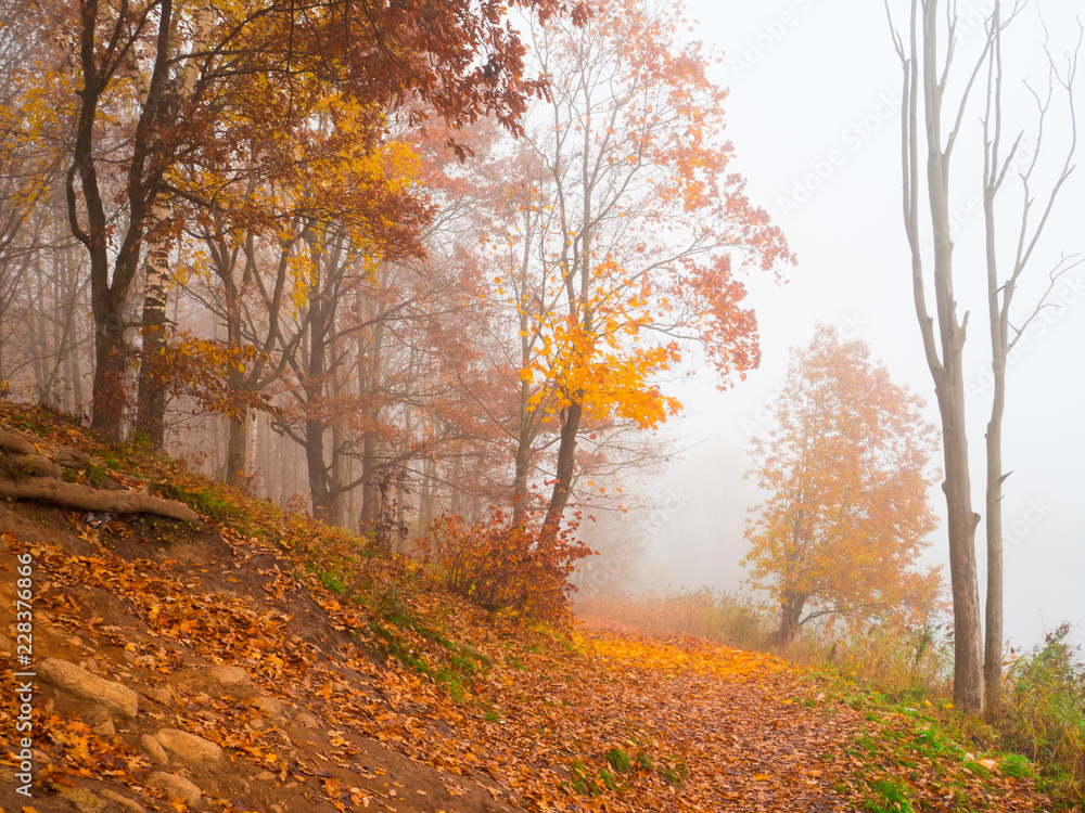 Fototapeta premium Autumn misty landscape in the Park. 