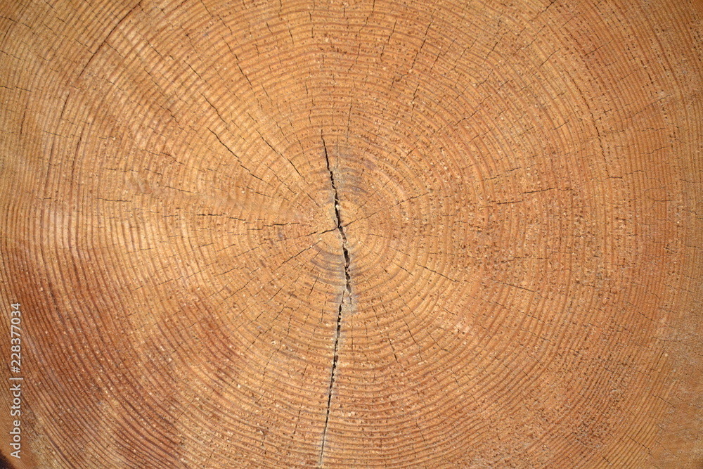 Naklejka premium texture of wood