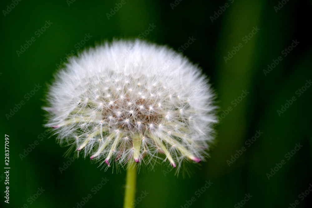 Fototapeta premium dandelion on green background