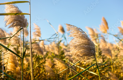 Summer beauty reed cane wisp on sunset