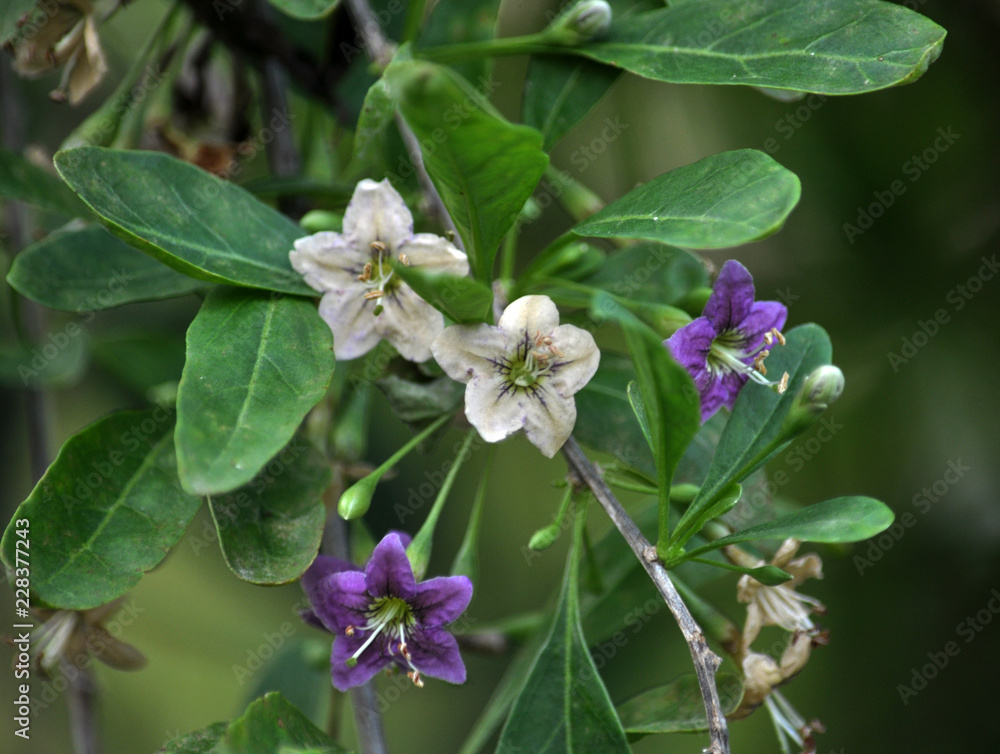Obraz premium Flowering Lycium barbarum