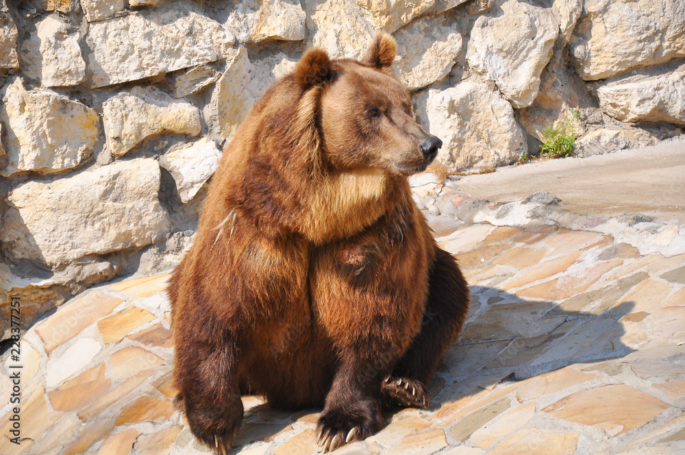 Fototapeta premium brown bear in the zoo