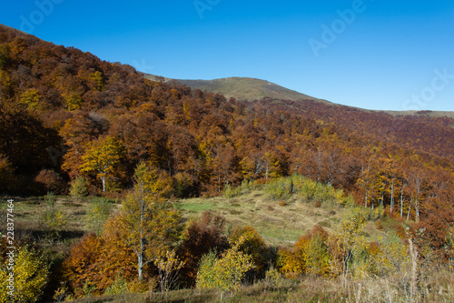edge of deciduous forest in the foothills
