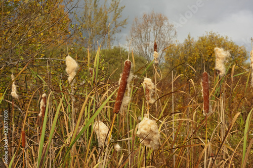 Cattails (Typha latifolia) with fluffy seeds. Autumn landscape with cattails (Typha latifolia).