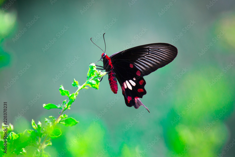 Fototapeta premium Papilio polytes, the common Mormon, is a common species of swallowtail butterfly widely distributed across Asia.