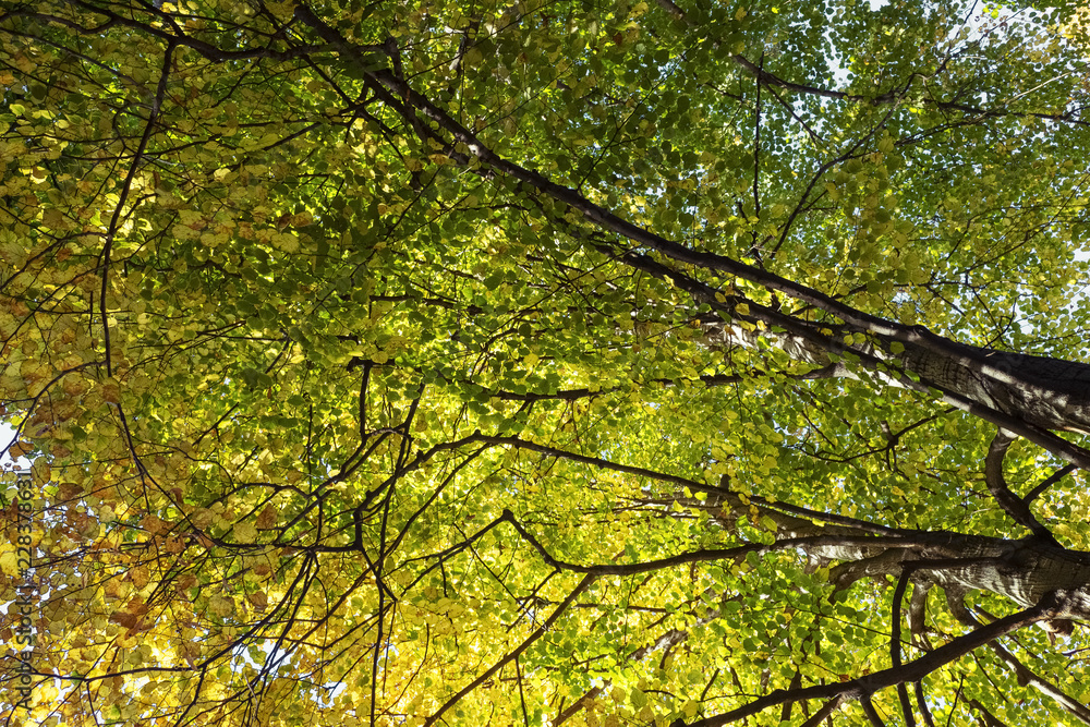 Beautiful linden autumn foliage. Tilia platyphyllos, largeleaf linden. Beautiful linden autumn foliage. Tilia platyphyllos, largeleaf linden.