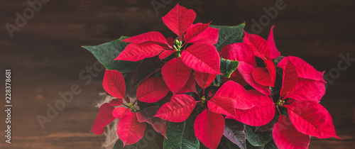Christmas Poinsettia isolated in wooden vintage rustic background. Toned image. Banner.
