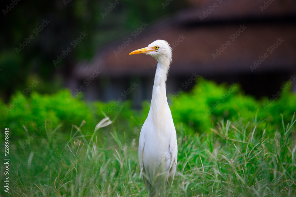 The cattle egret is a cosmopolitan species of heron found in the tropics, subtropics and warm temperate zones. The cattle egret is a cosmopolitan species of heron found in the tropics, subtropics and warm temperate zones.