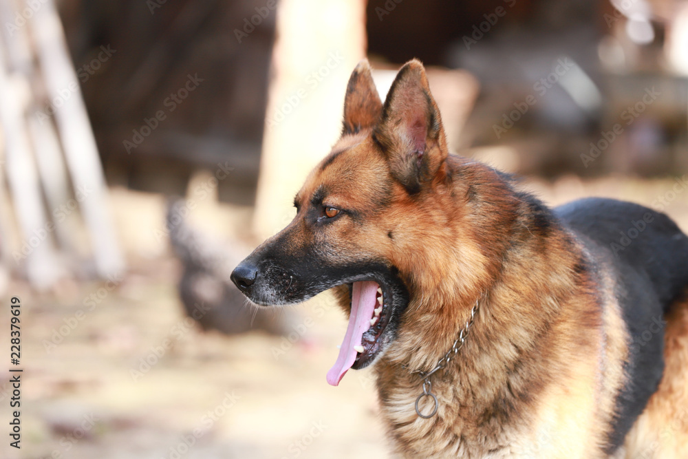 Closeup of a young adorable purebred german shepherd watching dog