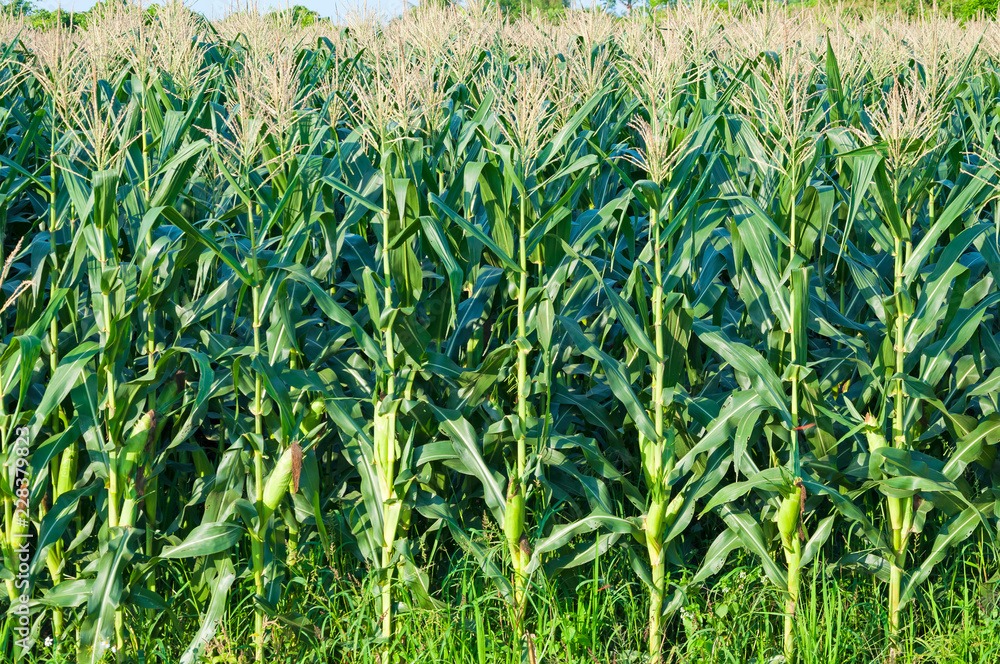 Corn field in clear day,Corn tree at farm land Corn field in clear day,Corn tree at farm land