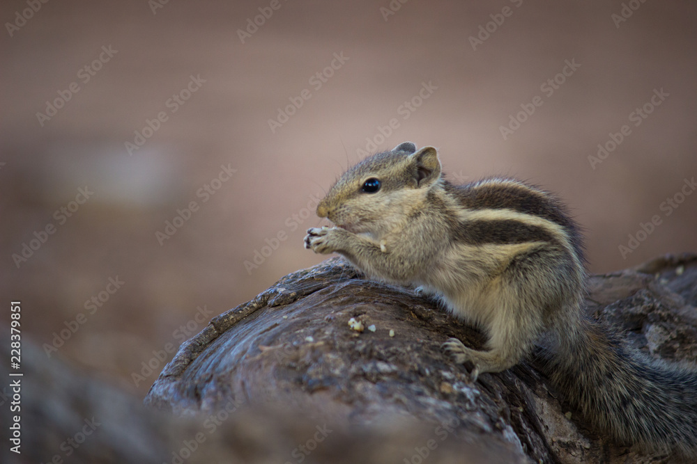 Squirrels are members of the family Sciuridae, a family that includes small or medium-size rodents. The squirrel family includes tree squirrels, ground squirrels, chipmunks, marmots, flying squirrels, Squirrels are members of the family Sciuridae, a family that includes small or medium-size rodents. The squirrel family includes tree squirrels, ground squirrels, chipmunks, marmots, flying squirrels,