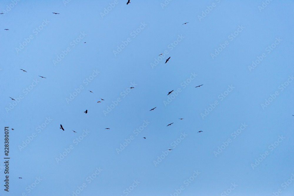 a lot of bird kite in the sky over the fields a lot of bird kite in the sky over the fields