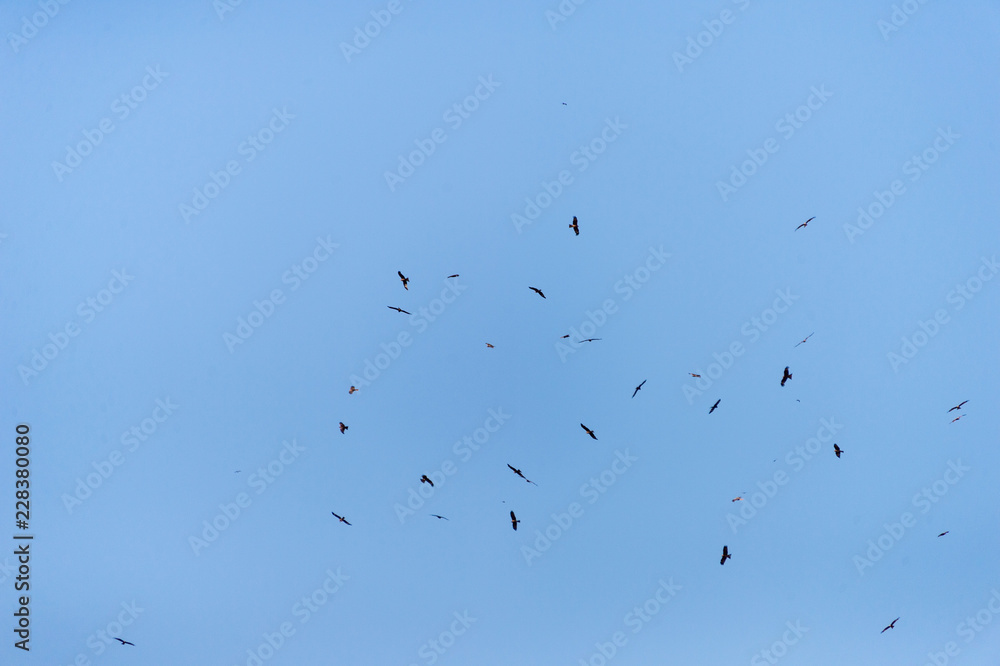 a lot of bird kite in the sky over the fields a lot of bird kite in the sky over the fields