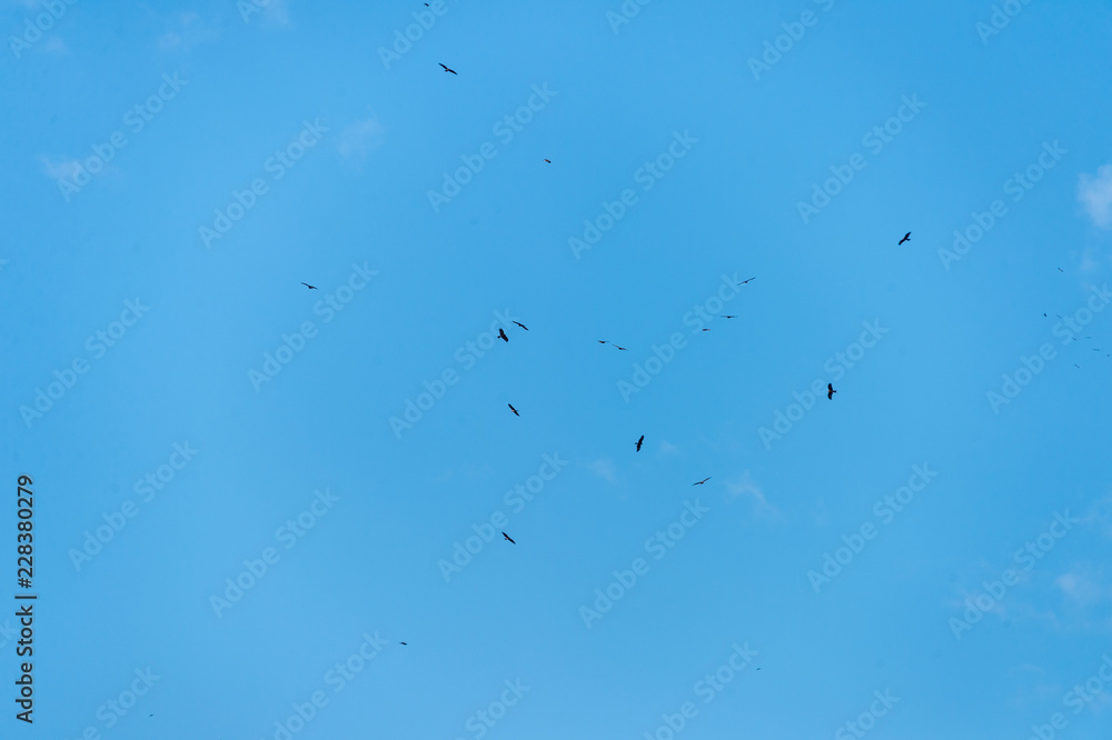 a lot of bird kite in the sky over the fields a lot of bird kite in the sky over the fields