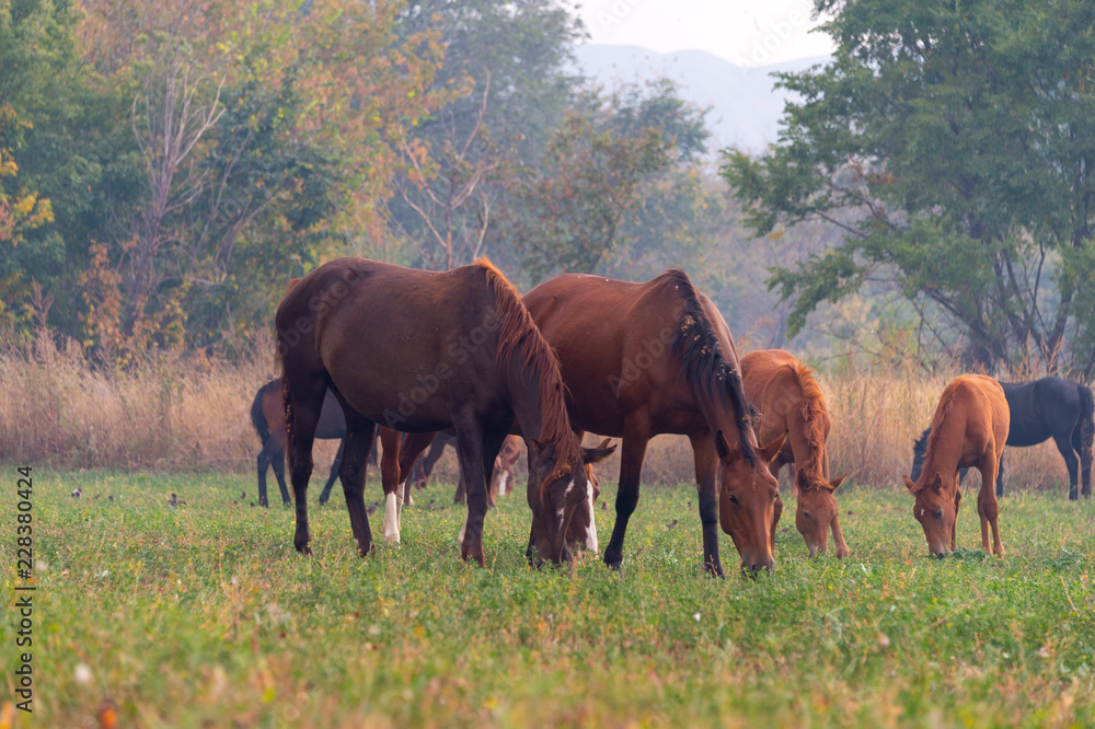 herd of horses on pasture