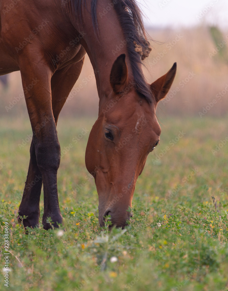 Fototapeta premium herd of horses on pasture