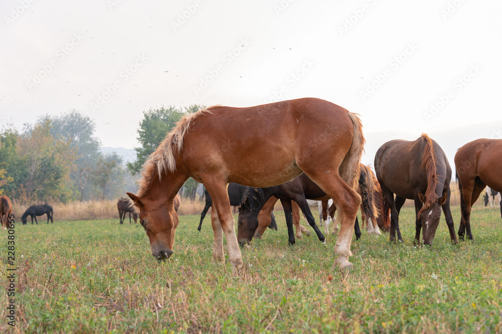 herd of horses on pasture