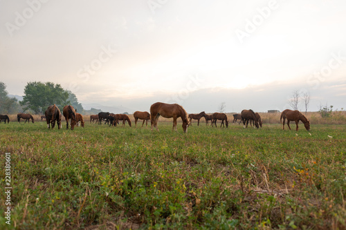 herd of horses on pasture